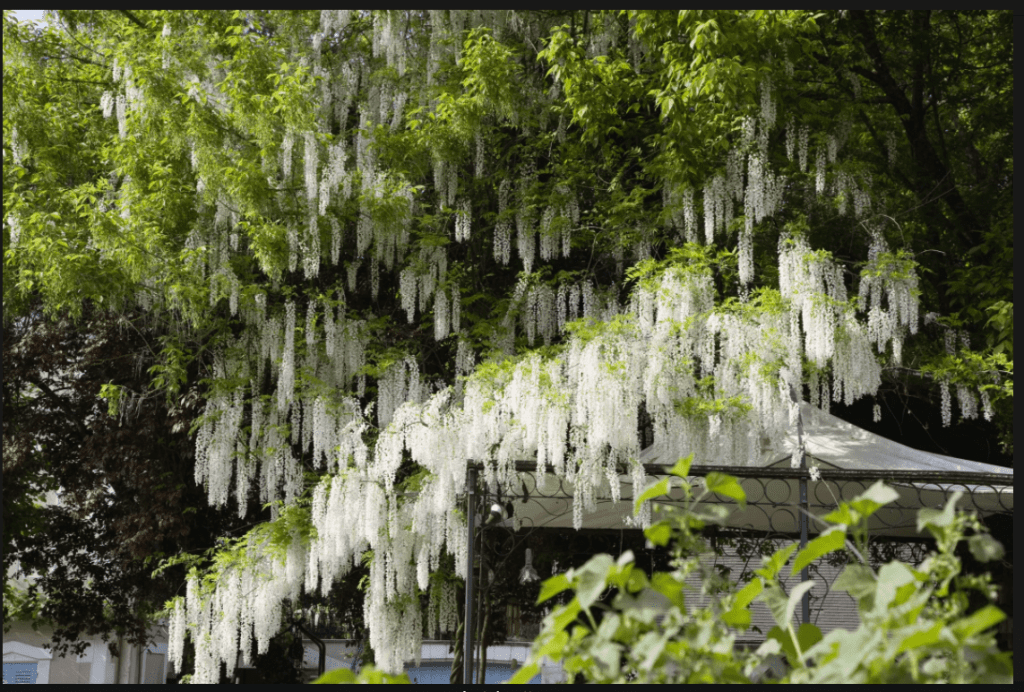 Une glycine avec des fleurs blanches