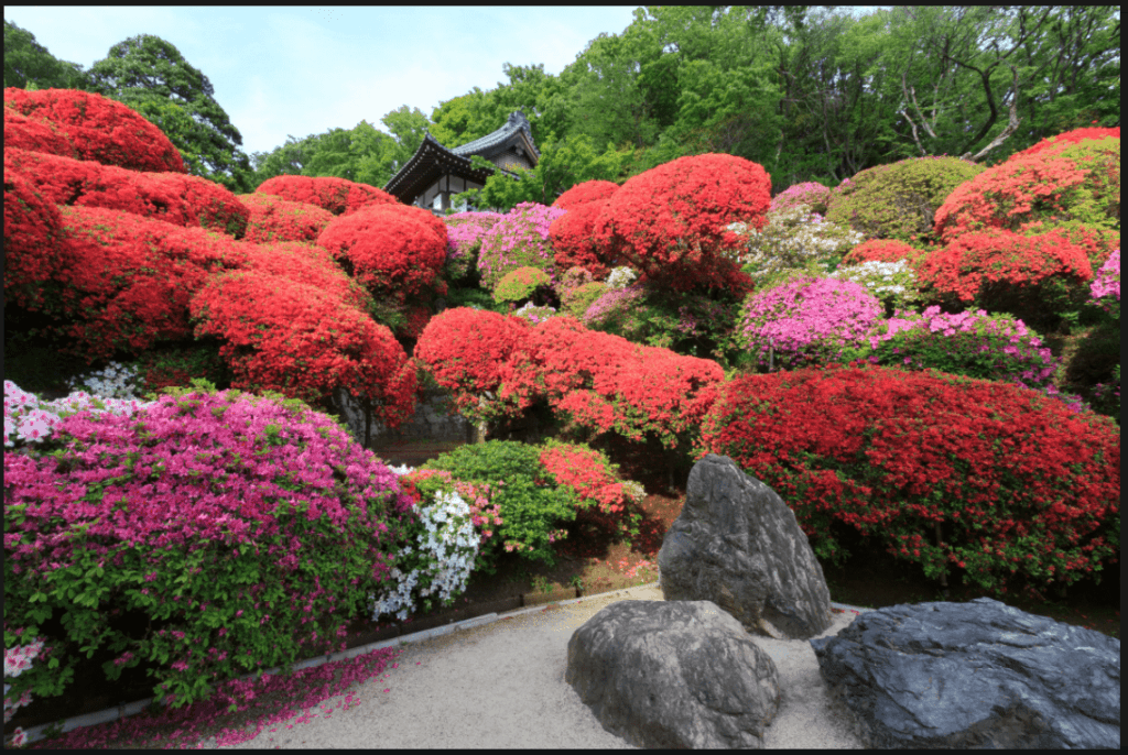 Plante azalée Rhododendron