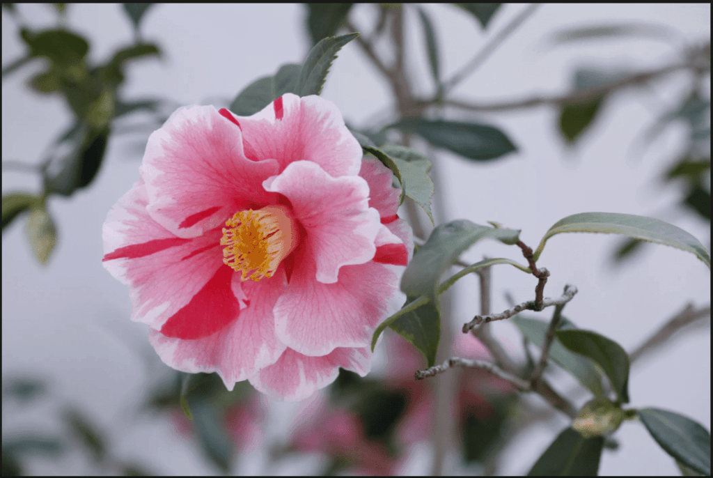 Fleur camelia du japon