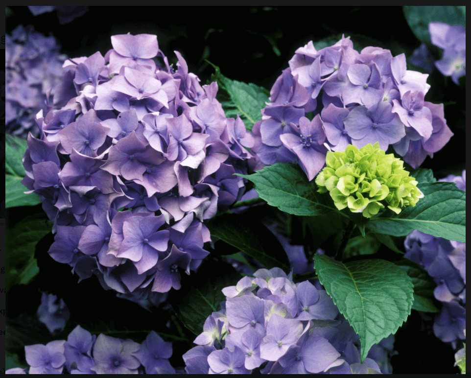 Fleur hortensia violette