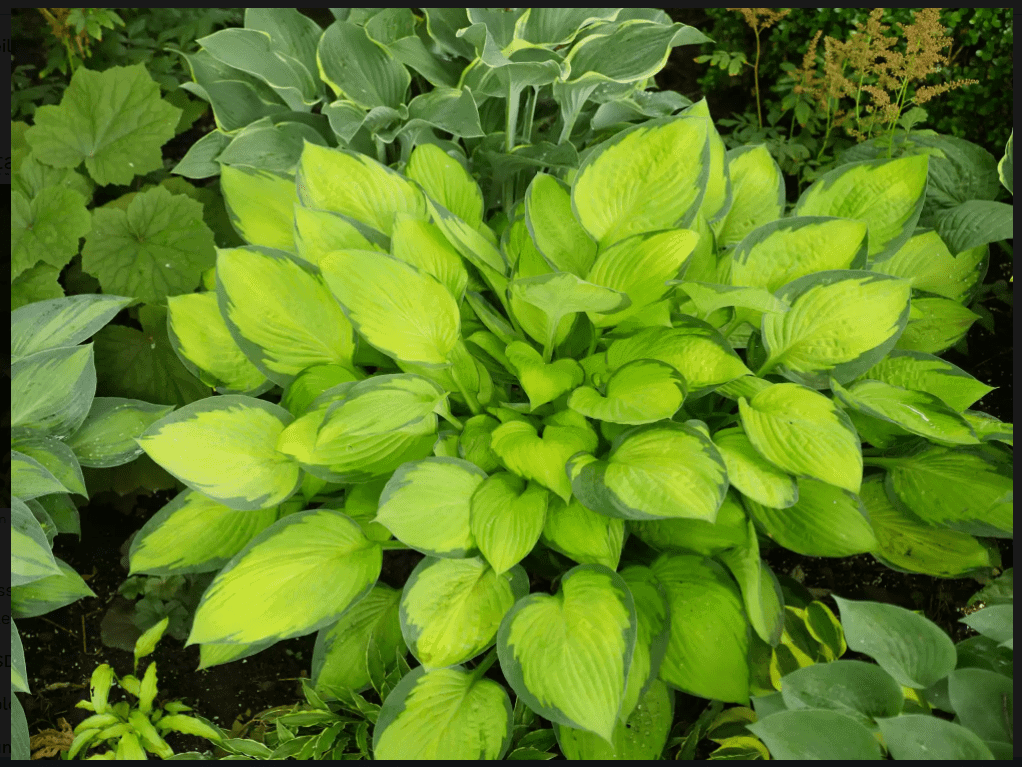 Plante hosta