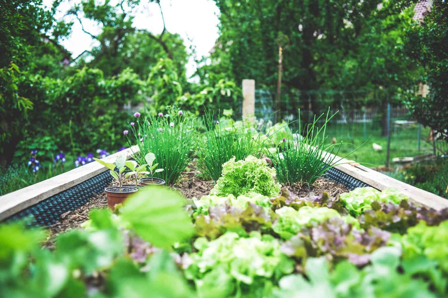 Préparation d'un potager au printemps