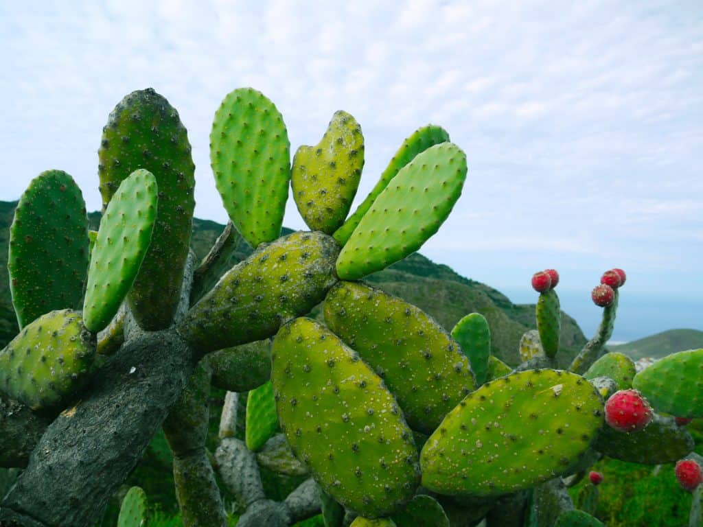 Variété de cactus Opuntioïdées