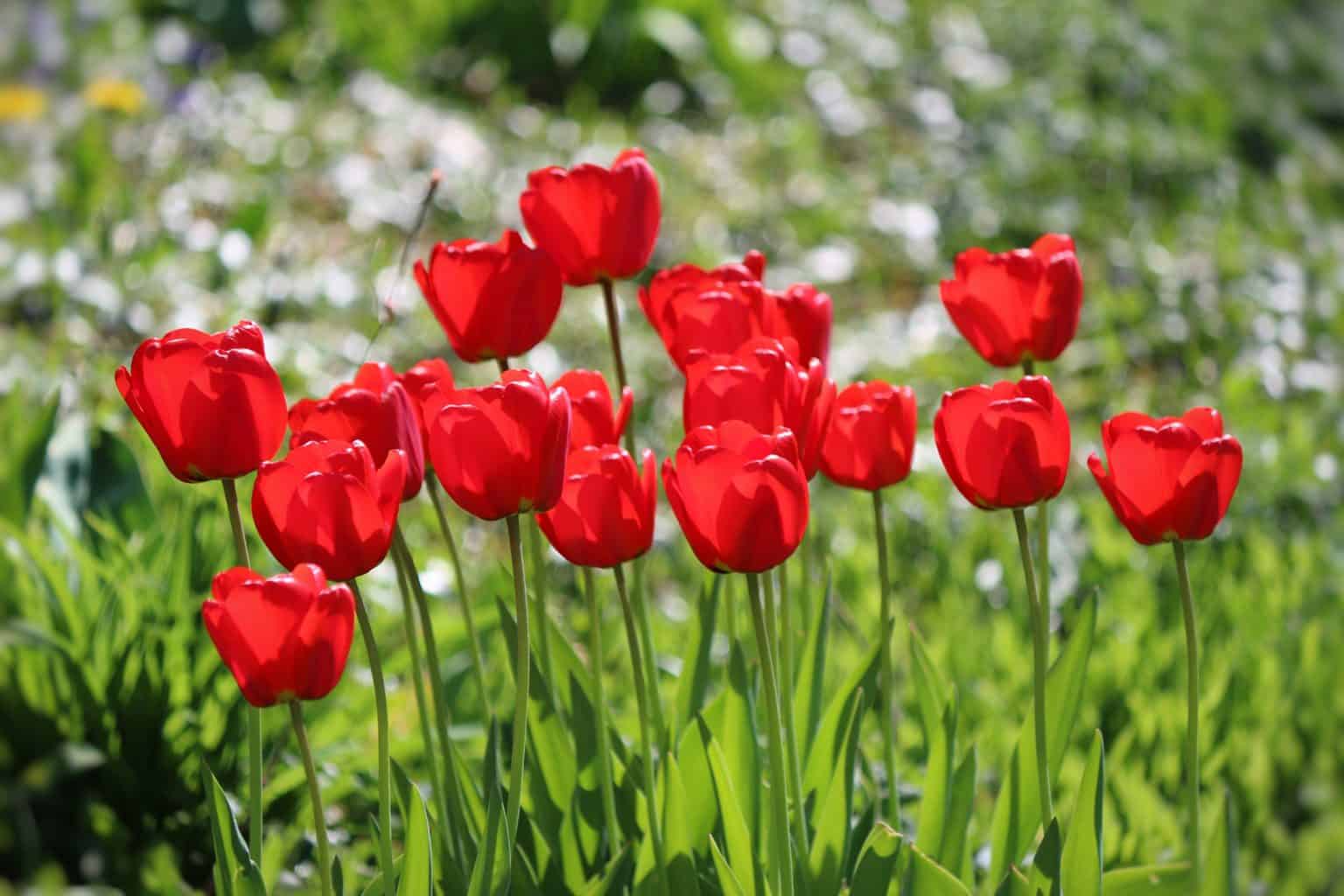 Jardinage bio: pas à pas vers une nouvelle manière de jardiner