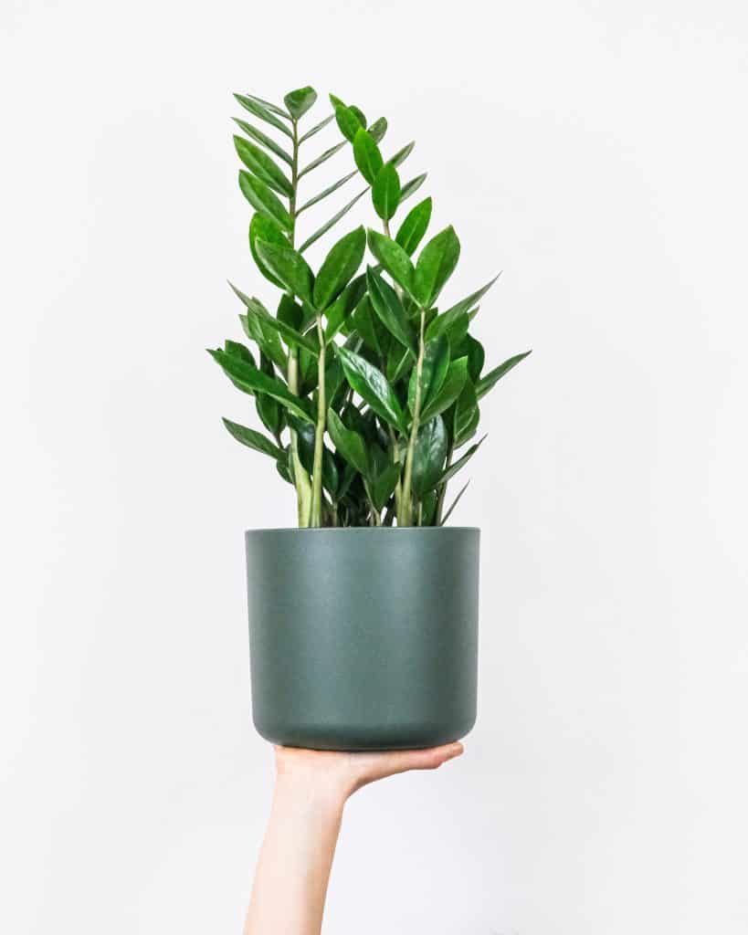 A woman's hand holding a Zamioculcas zamiifolia.
