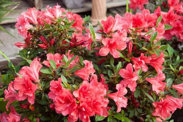 Fleurs rouges azalee encore