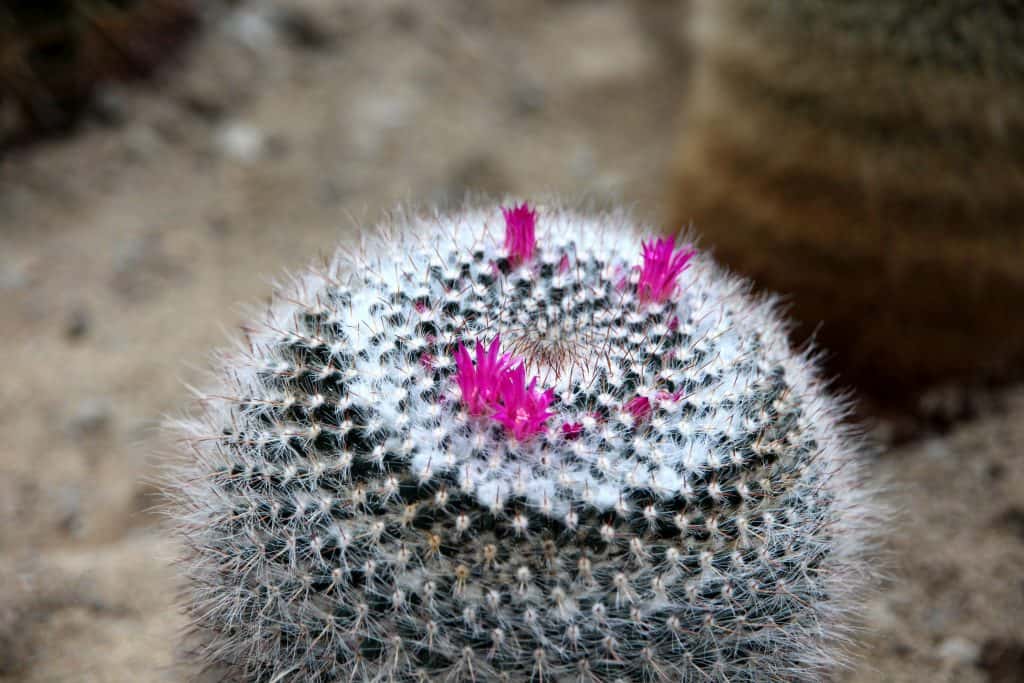 Variété de cactus mammillaria