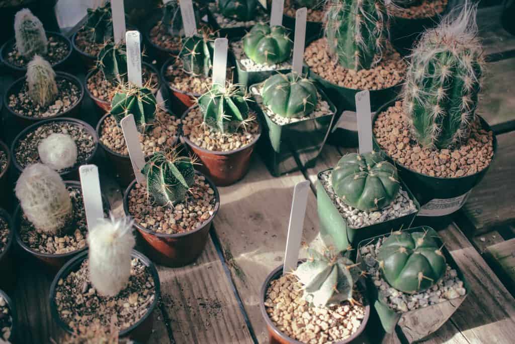 plusieurs variétés de cactus en pot
