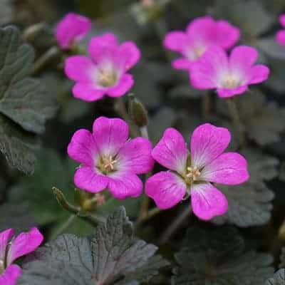 fleur violette geranium