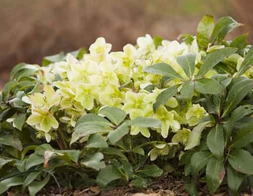 Fleur blanche hellebore moonshine