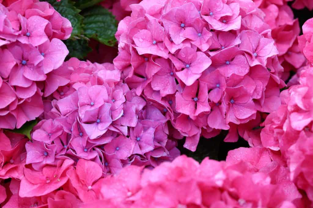 Fleurs hortensia couleur rose