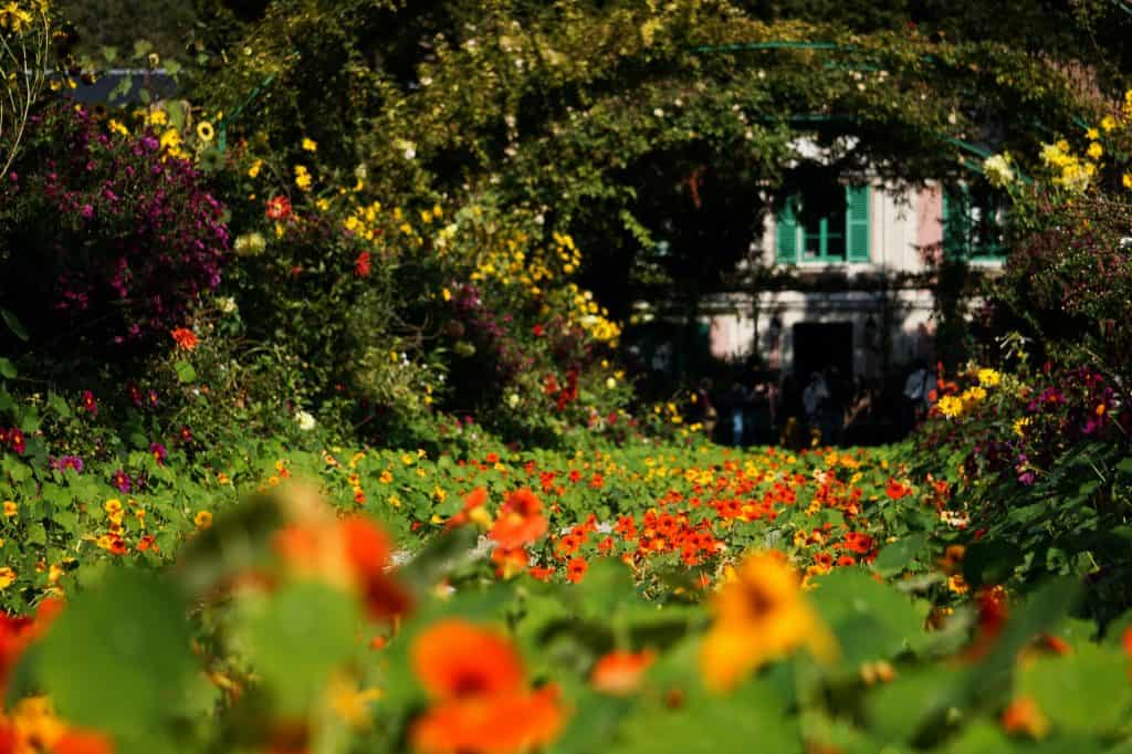 fleurs oranges dans un jardin