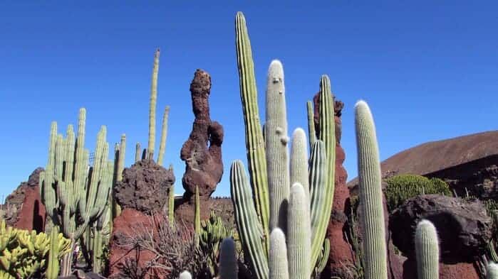 Cactus dans le jardin de lanzarote