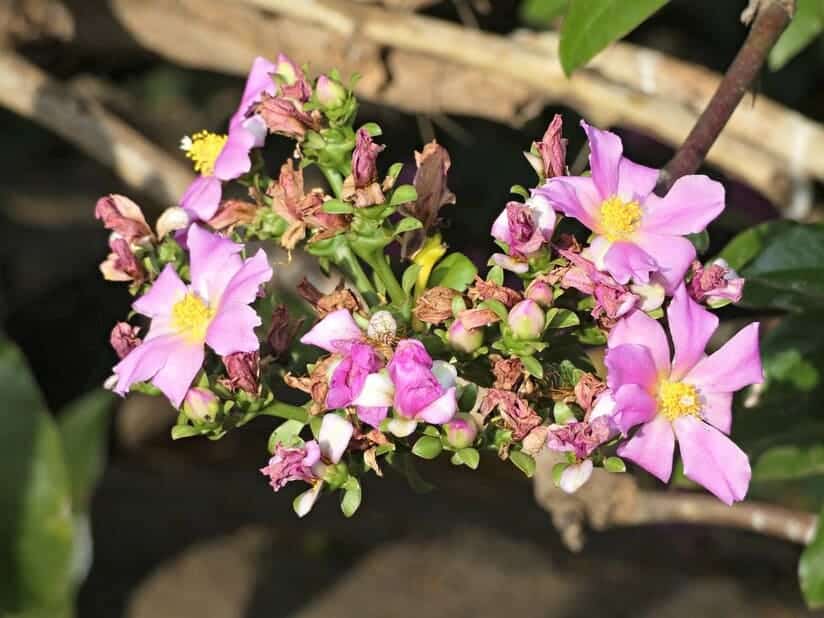 variété perskia de cactus