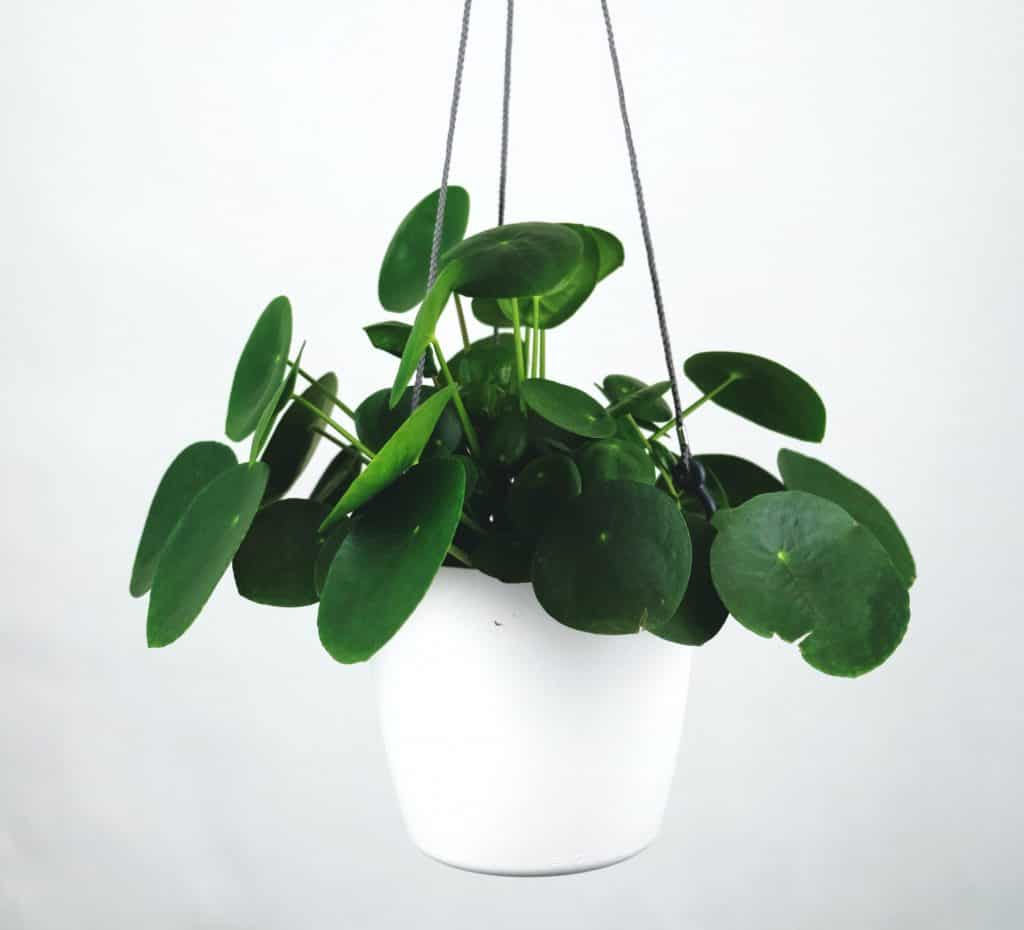 Pilea plant in a white hanging pot