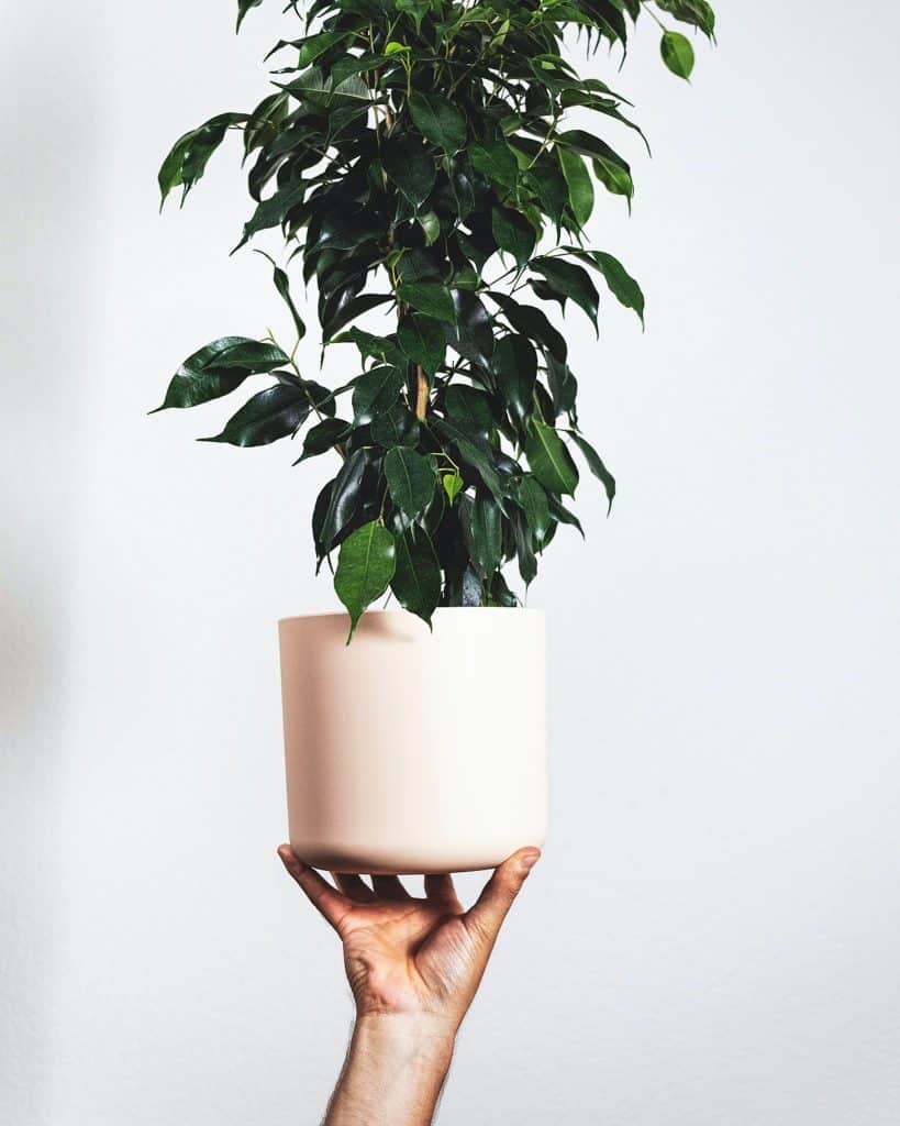 Studio shot of the beautiful Ficus benjamina.