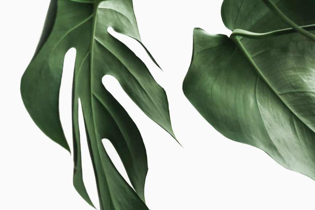 Two Fensterblatt Monstera Deliciosa leaves on a minimal white wall background. Designer shop for digital influencers https://creativemarket.com/NordWood