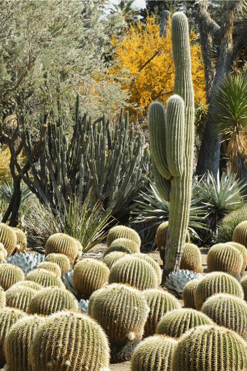 cactus