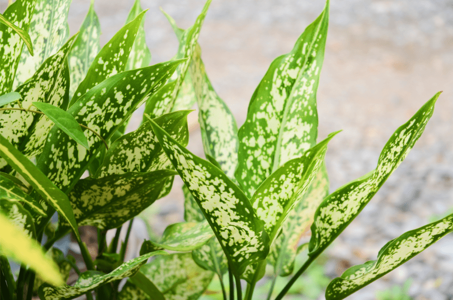 feuilles de plante aglaonema
