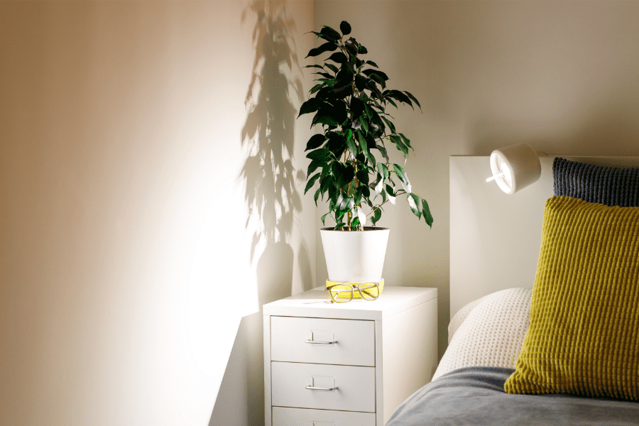 pot de ficus benjamina sur un meuble