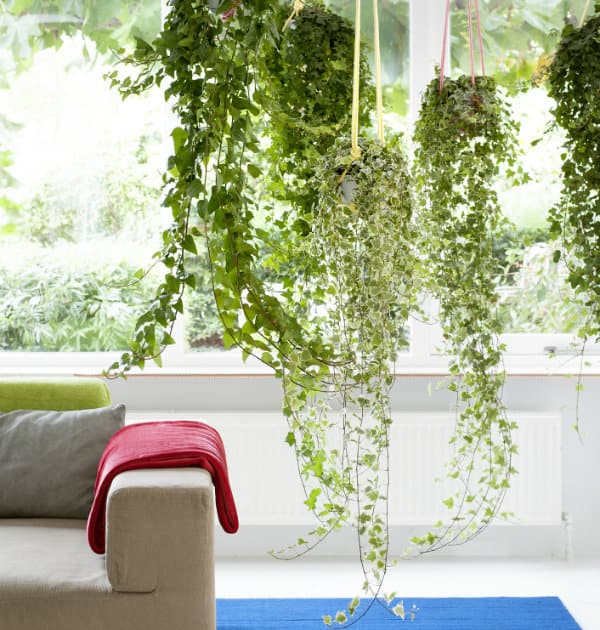 klimop mooiwatplantendoen