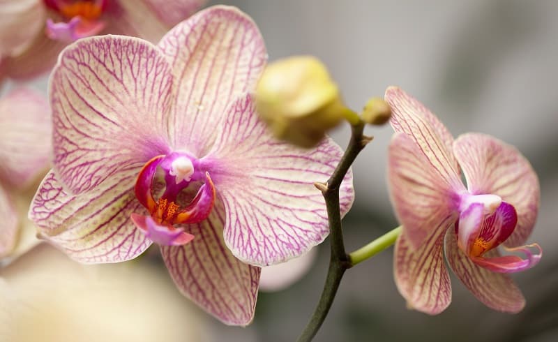 orchidee phalaenopsis