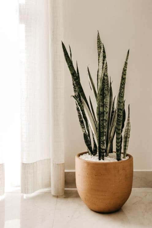 plante interieur