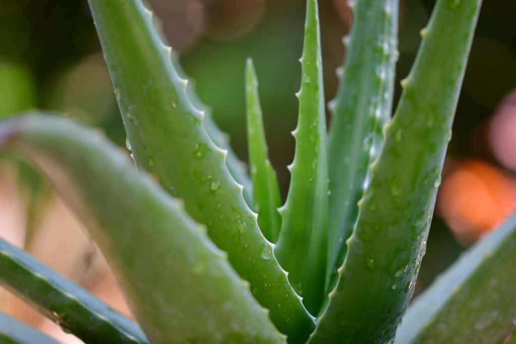 aloe vera toxique