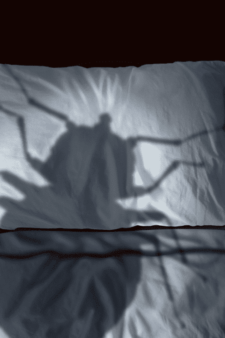 punaise lit diatomee