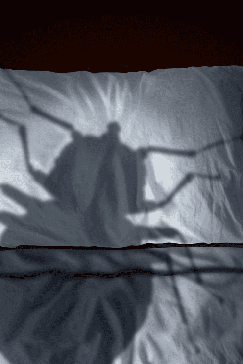 punaise lit diatomee