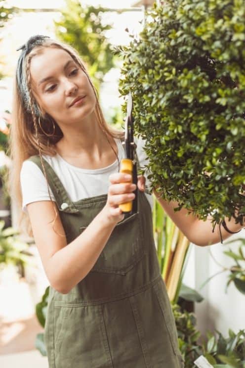 taille arbuste jardin