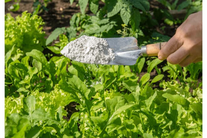 terre de diatomée poule