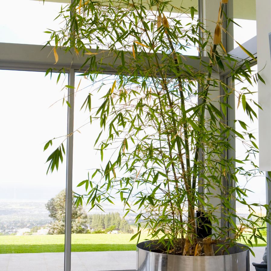 bambou interieur