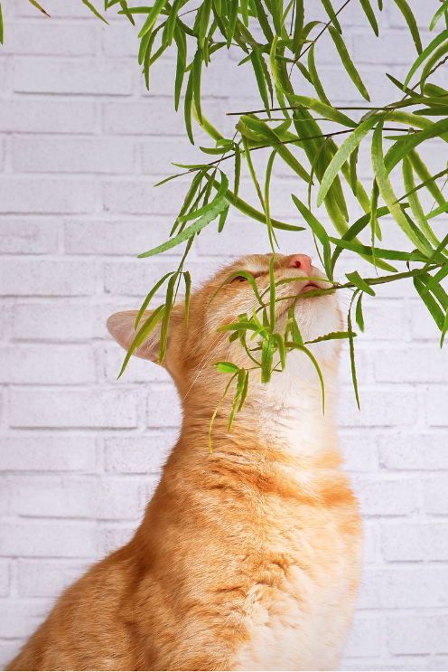 chat plante non toxique