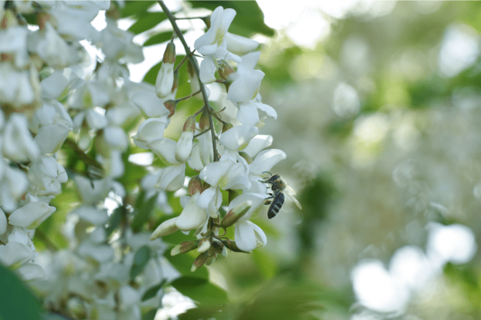 cueillir des fleurs acacia