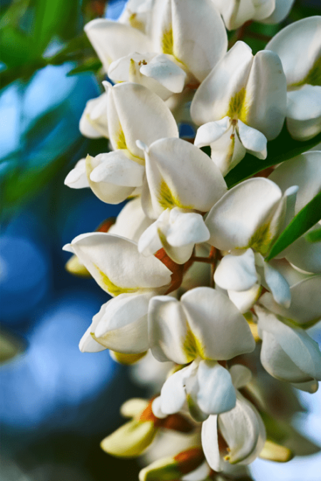 branche de fleurs acacia