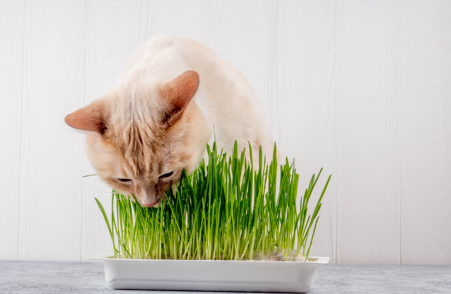 herbe a chat plante