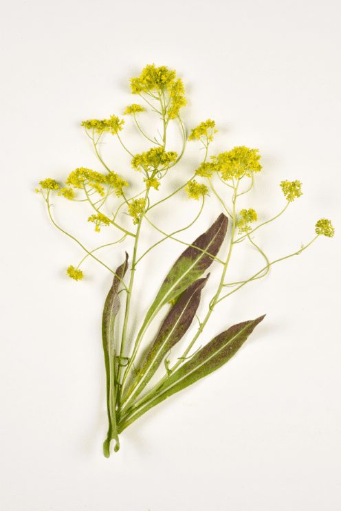 fleur de pastel jaune