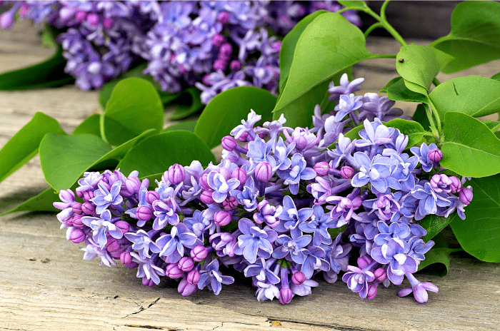 fleurs de lilas bleu