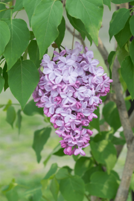 fleurs de lilas violettes