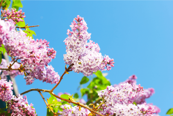 fleurs de lilas rose