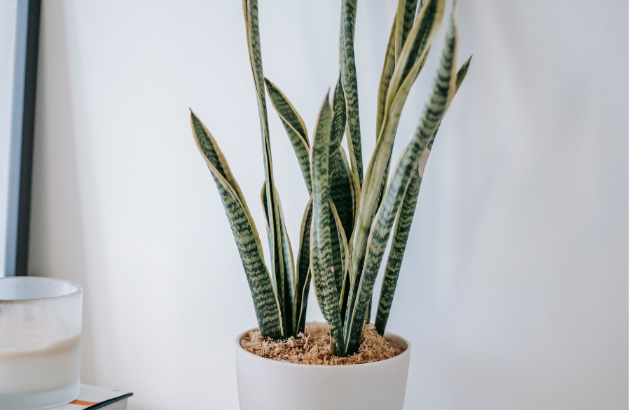 sansevieria plante