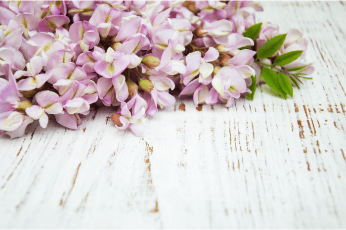 faire sécher des fleurs d'acacia
