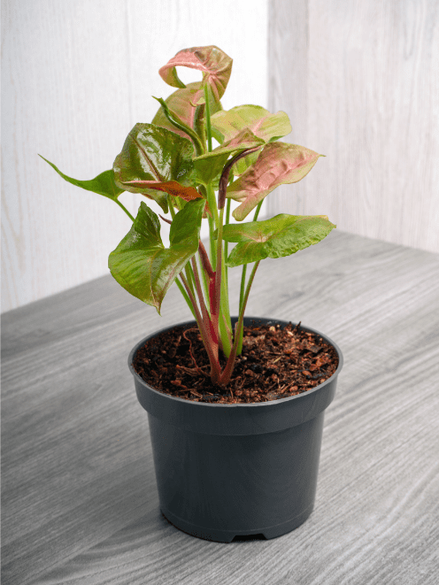 plante syngonium en pot