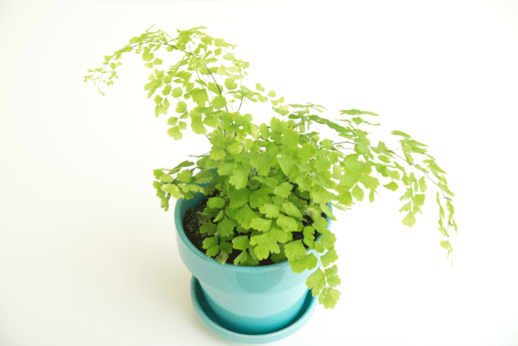 pot d'adiantum