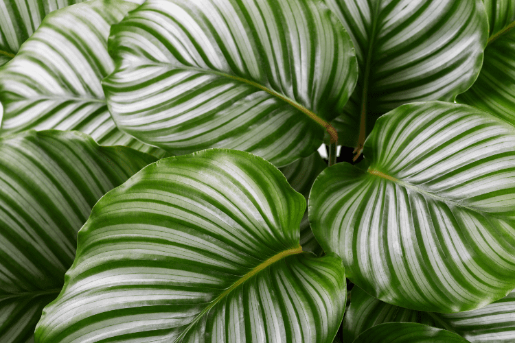 plante calathea orbifolia