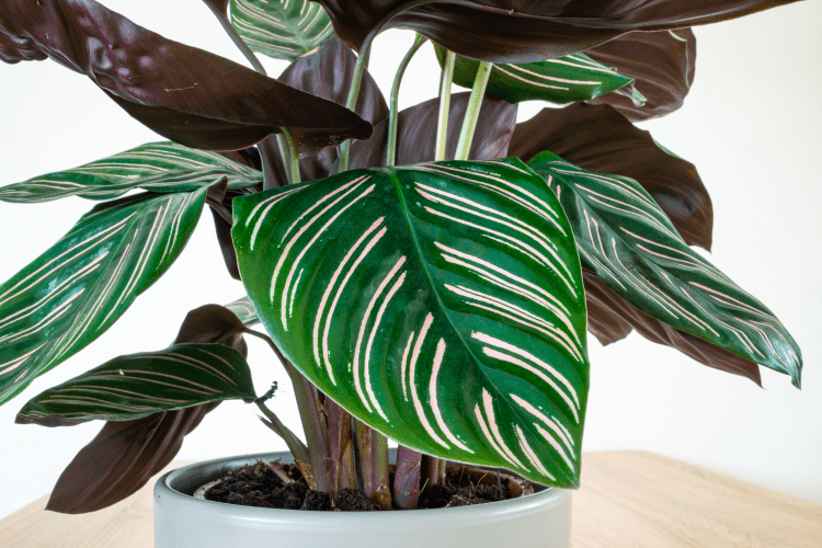 plante calathea