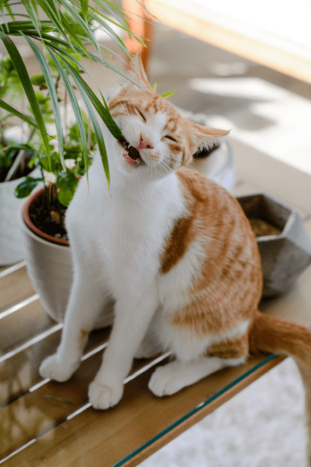 chat mordillant une plante