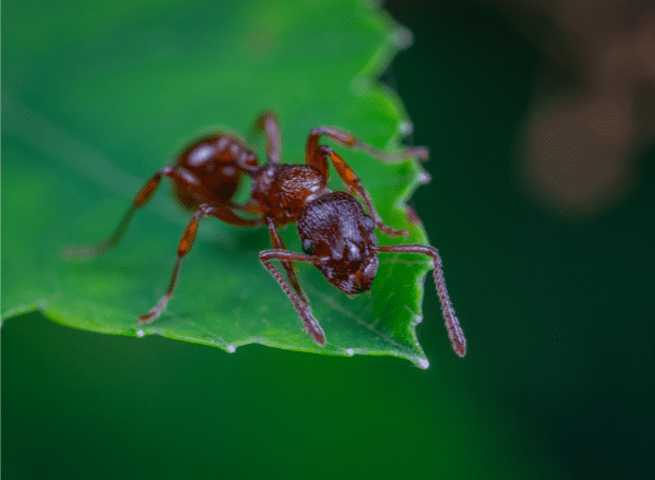 fourmis sur une feuille