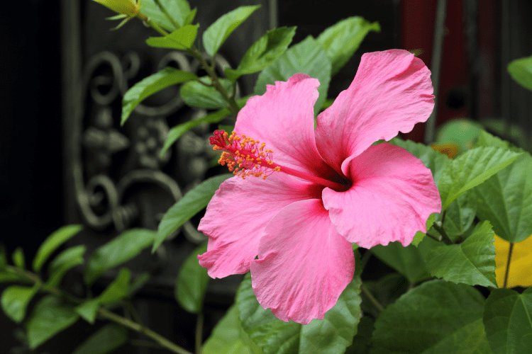 fleur d'hibiscus rose